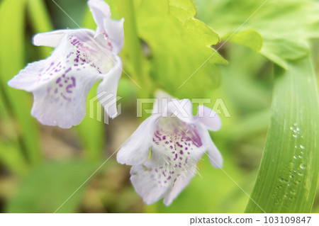 Oyster flower flowers 103109847