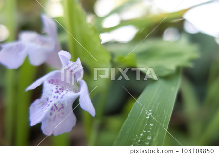Oyster flower flowers 103109850