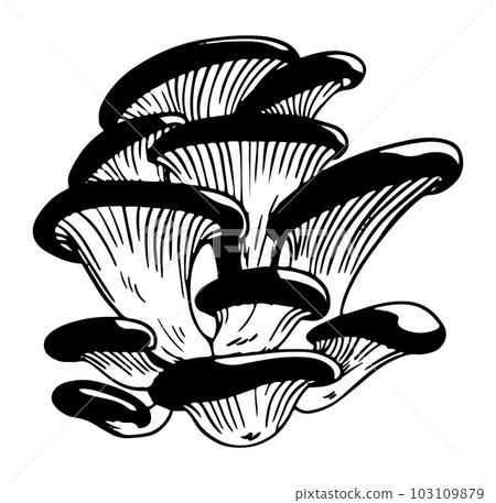 Vector black and white oyster mushrooms doodle style isolated on white background Vector black and white oyster mushrooms doodle style isolated on white background 103109879