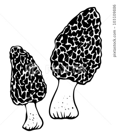 Vector black and white morel mushrooms doodle style isolated on white background 103109886