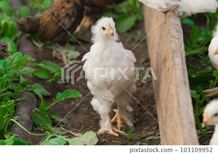 White brama Colombian chickens against the background of green leaves, close-up White brama Colombian chickens against the background of green leaves, close-up 103109952