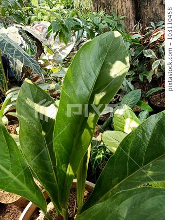 Close up of tropical almond plant  103110458