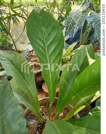 Close up of tropical almond plant  103110459