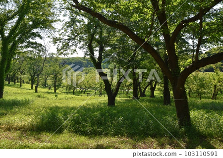 春季神奈川根岸森林公園的風景 春季神奈川根岸森林公園的風景 103110591