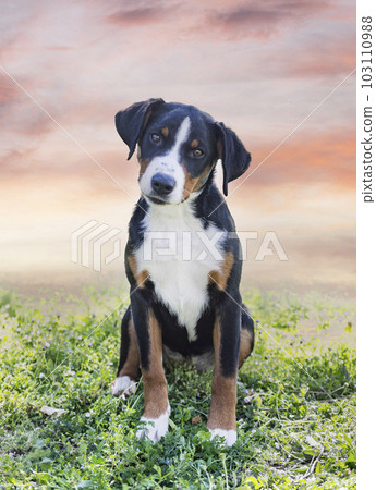 puppy Appenzeller Sennenhund 103110988