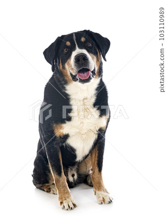 adult Appenzeller Sennenhund 103110989