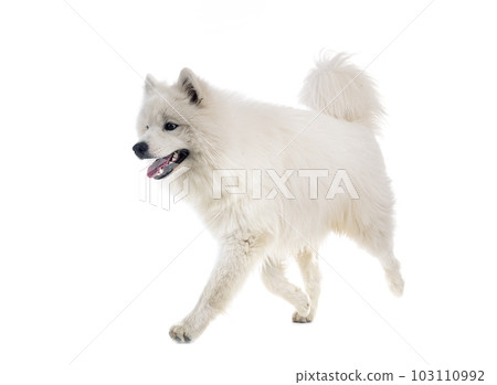 samoyed dog in studio samoyed dog in studio 103110992