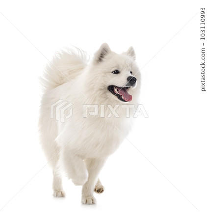samoyed dog in studio samoyed dog in studio 103110993