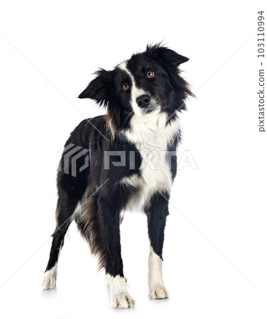border collie in studio border collie in studio 103110994