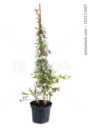Linnaea amabilis in studio 103111007