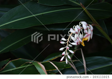 Okinawa Prefecture Miyakojima Shell Peach Flower 103111015