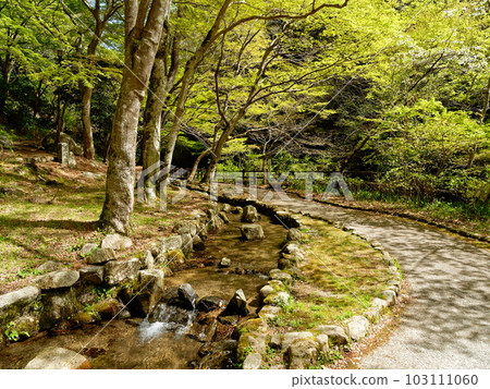 新綠的有馬溫泉通往Tsuzumigataki瀑布的道路(Tsuzumigataki公園) 新綠的有馬溫泉通往Tsuzumigataki瀑布的道路(Tsuzumigataki公園) 103111060
