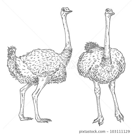 Standing ostrich. Front and side view. Vintage engraving black 103111129