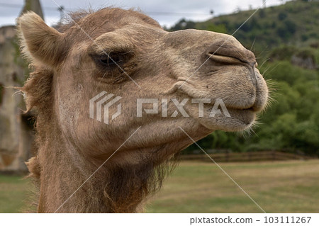 Detail of the head of a dromedary, Detail of the head of a dromedary, 103111267