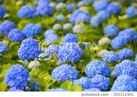 Hydrangea that begins to bloom Hydrangea that begins to bloom 103112401