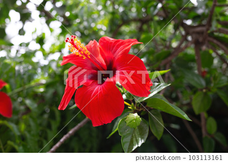 beautiful spring red flower surrounded by lush greenery beautiful spring red flower surrounded by lush greenery 103113161