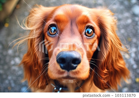 Miss Joy Teneroni cutest cocker spaniel ever illustration generative ai 103113870