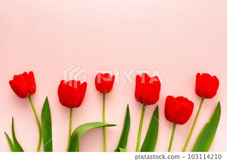Fresh red tulips on pink background 103114210
