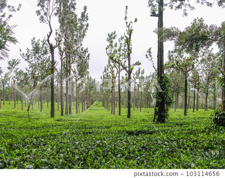 Tea gardens at Ooty, India 103114656