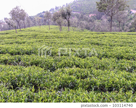 Tea gardens 103114740