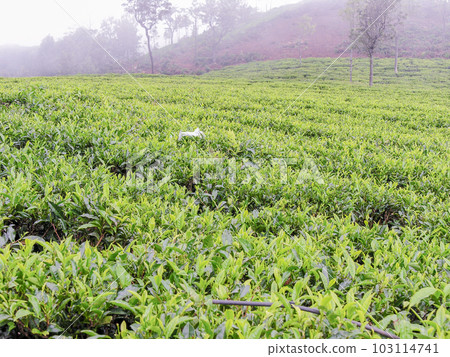 Tea gardens 103114741