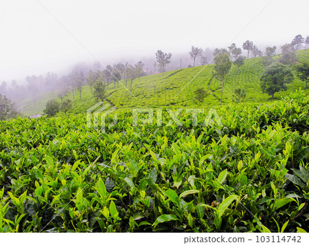 Tea gardens Tea gardens 103114742