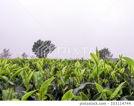 Tea gardens 103114744