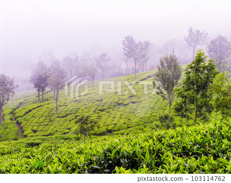 Tea gardens 103114762