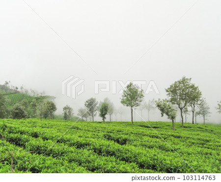 Tea gardens 103114763