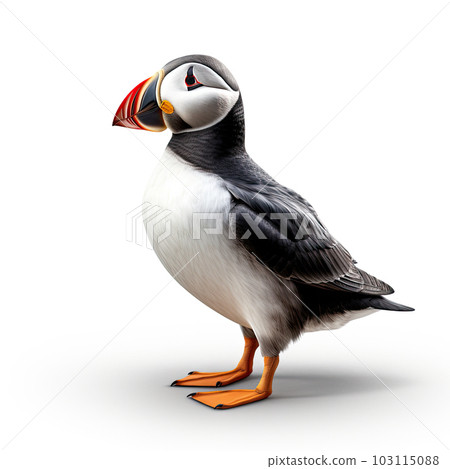 Atlantic puffin isolated on white background, also known as the common puffin, is a species of seabird in the auk family. 103115088