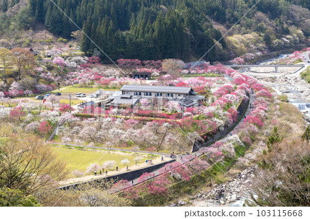 花桃村（長野縣阿智村） 103115668
