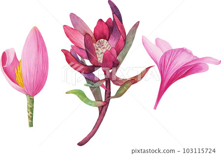 Vector tropical Plumeria, Protea, Banana flowers cliparts isolated without background. Botanical watercolor illustration of tropical plants. Perfect for cards, invitations, wedding and summer designs 103115724