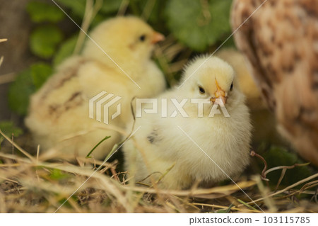 little chickens stand near their mother chicken little chickens stand near their mother chicken 103115785