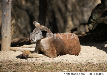 紅袋鼠 紅袋鼠 103116092