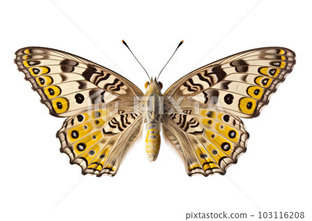 Butterfly with colorful wings isolated on white. Generative AI 103116208