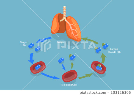 3D Isometric Flat Vector Conceptual Illustration of Human Gas Exchange 103116306