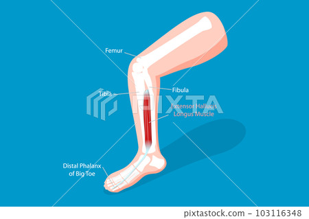 3D Isometric Flat Vector Conceptual Illustration of Extensor Hallucis Longus Muscle 3D Isometric Flat Vector Conceptual Illustration of Extensor Hallucis Longus Muscle 103116348
