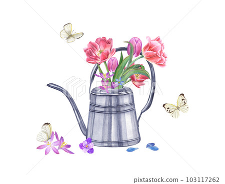 Bouquet of pink double tulips, crocuses, scilla in steel watering can and fluttering butterflies isolated on white background. Watercolor illustration of spring flowers for the design Bouquet of pink double tulips, crocuses, scilla in steel watering can and fluttering butterflies isolated on white background. Watercolor illustration of spring flowers for the design 103117262