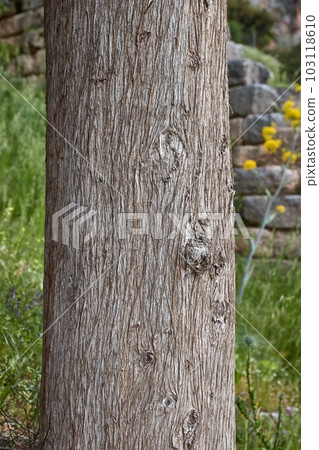Tree trunk in a forest 103118610