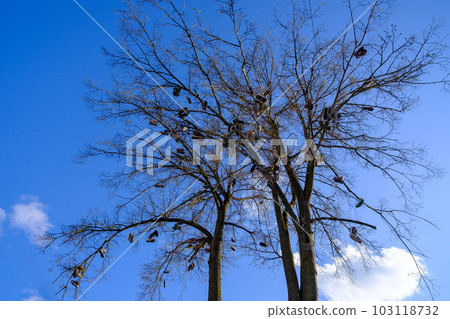 Siauliai, Liethuania - 5 May 2023 103118732