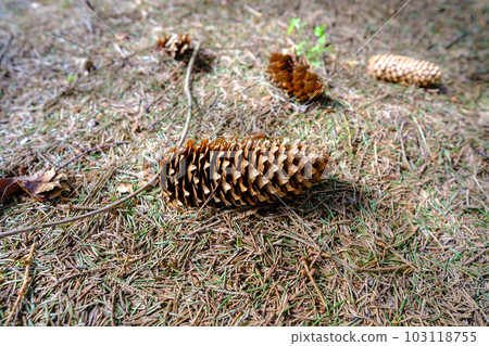 A tall fir cone in the forest on the ground. an early spring A tall fir cone in the forest on the ground. an early spring 103118755