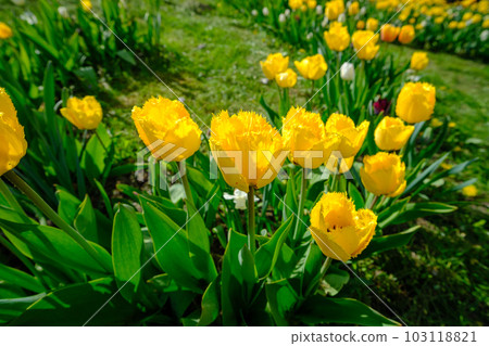 The most beautiful yellow tulip flowers in early spring The most beautiful yellow tulip flowers in early spring 103118821