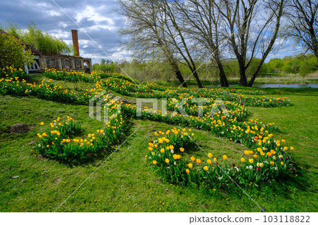 The most beautiful yellow tulip flowers in early spring The most beautiful yellow tulip flowers in early spring 103118822