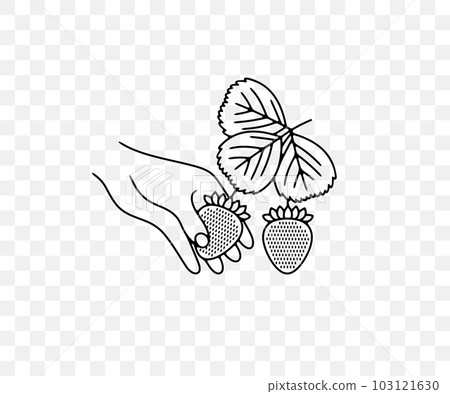 Picking strawberries, strawberry, wild strawberry, plant and food, linear graphic design. Berry, berries, fruit and meal, agriculture and agricultural, vector design and illustration Picking strawberries, strawberry, wild strawberry, plant and food, linear graphic design. Berry, berries, fruit and meal, agriculture and agricultural, vector design and illustration 103121630