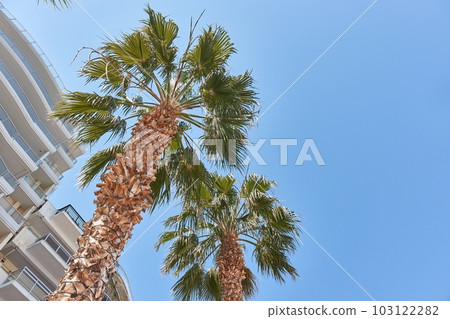 Palm trees on a street on a sunny day Palm trees on a street on a sunny day 103122282