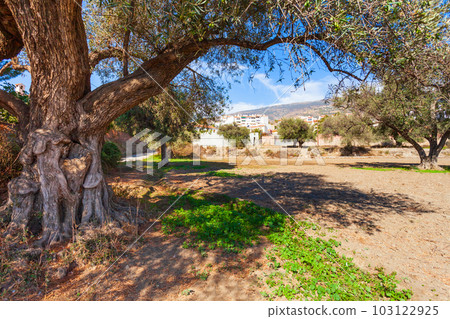 Ancient olive trees route in Orgiva, Spain 103122925