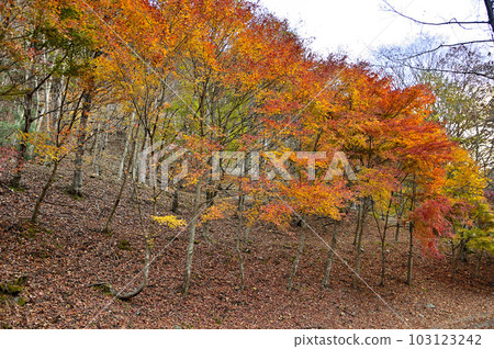 丹澤群山中的Komotsuriyama Sagase Nishizawa Mountain Color 103123242