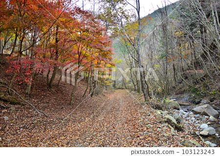 丹澤山脈的 Komotsuri 山道與秋葉 103123243