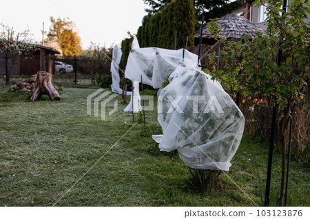 Berry bushes are covered with white agronet to protect them from frost. Spring cold, gardening 103123876