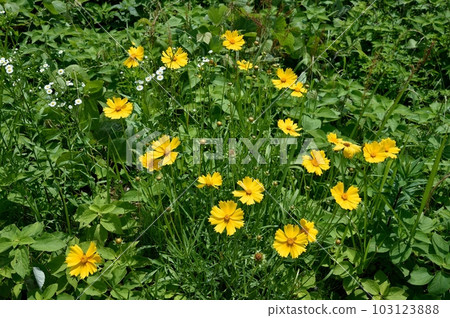 Flower of Okin Keiki 103123888